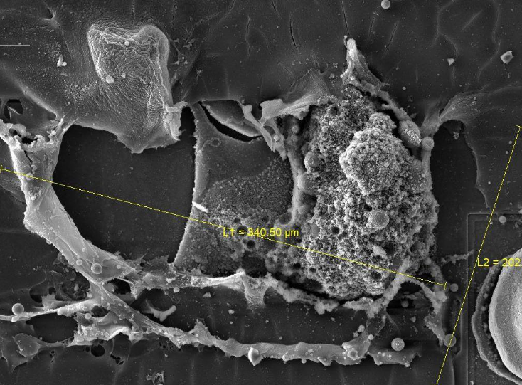 掃描電鏡(SEM,用于觀察微觀形貌) 掃描電鏡(SEM,用于觀察微觀形貌)